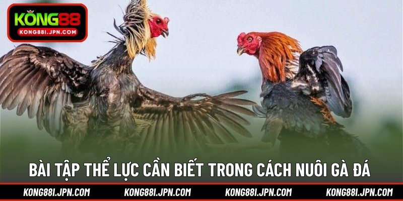 Bài tập thể lực cần biết trong cách nuôi gà đá 