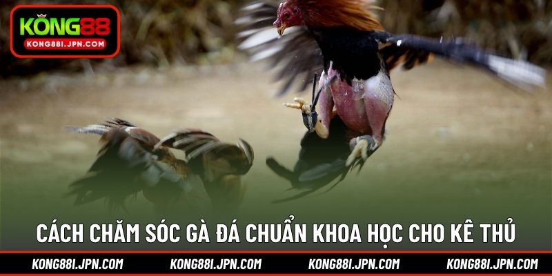 Cách chăm sóc gà đá chuẩn khoa học cho kê thủ