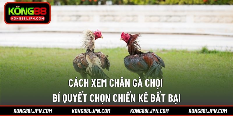cách xem chân gà chọi