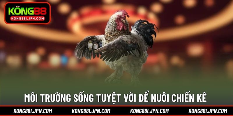 Môi trường sống tuyệt vời để nuôi chiến kê 