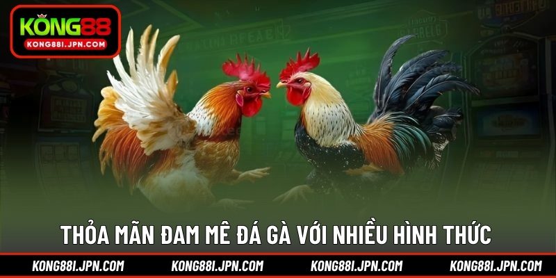 Thỏa mãn đam mê đá gà với nhiều hình thức 