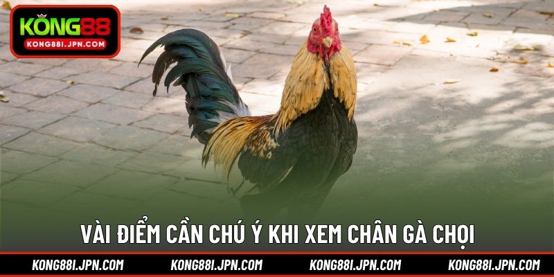 Vài điểm cần chú ý khi xem chân gà chọi